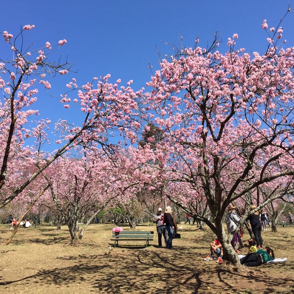 Parque da Cerejeira de Campos do Jordão